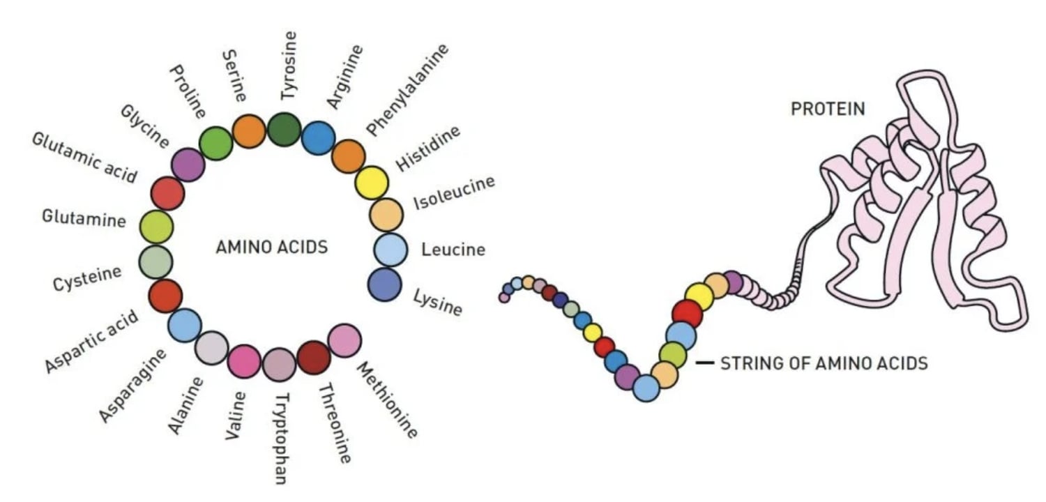 Nobel Prize in Chemistry for Solving Protein Folding in Minutes With AI