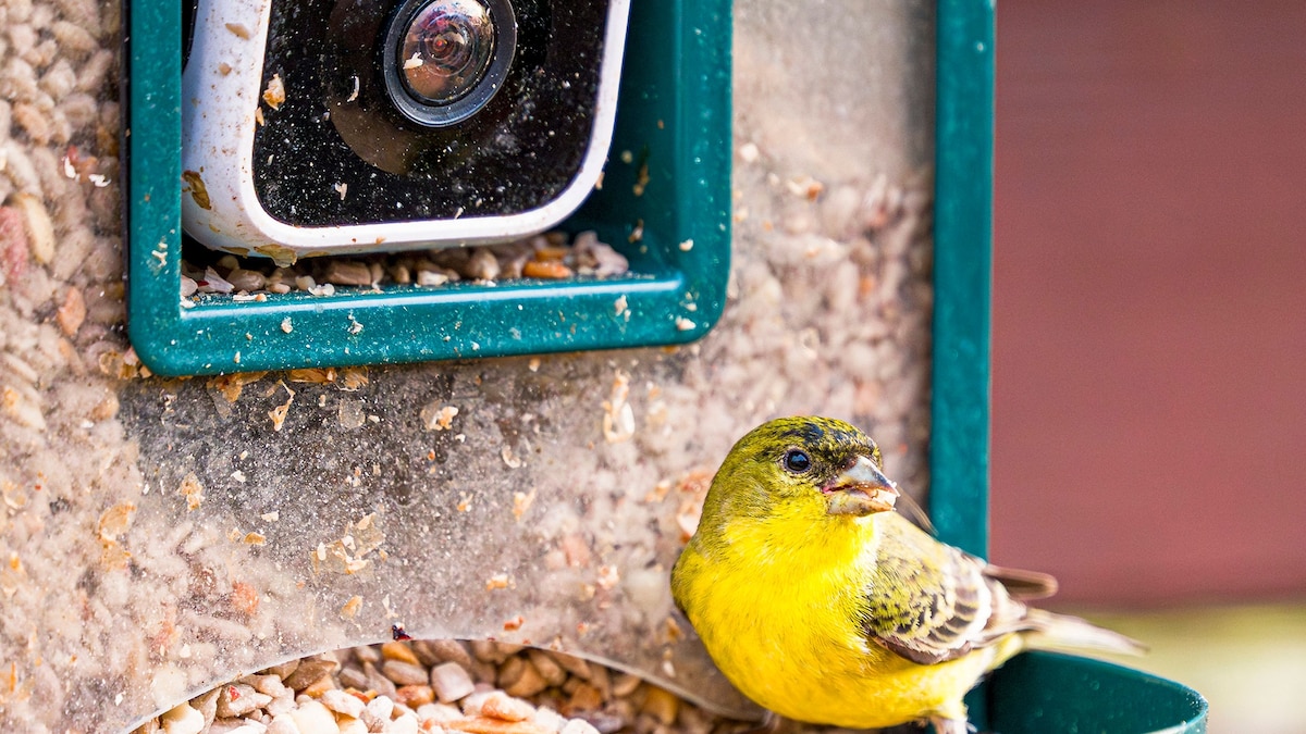 The best smart bird feeders of 2024